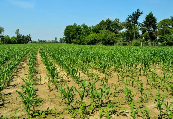 maize-farm